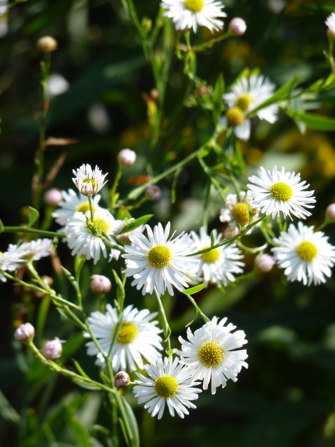 Boltonia asteroides 'Latisquama' fleur
